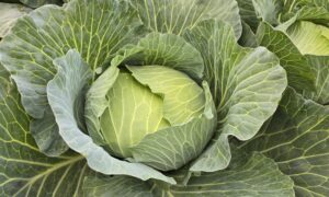 Green Prime Cabbage (Treated Seed)