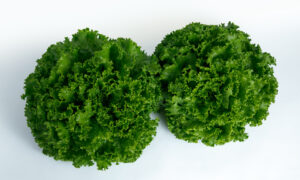 Zorro Lettuce (Primed & Pelleted)