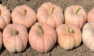 Porcelain Doll Improved Pumpkin (Farmore)