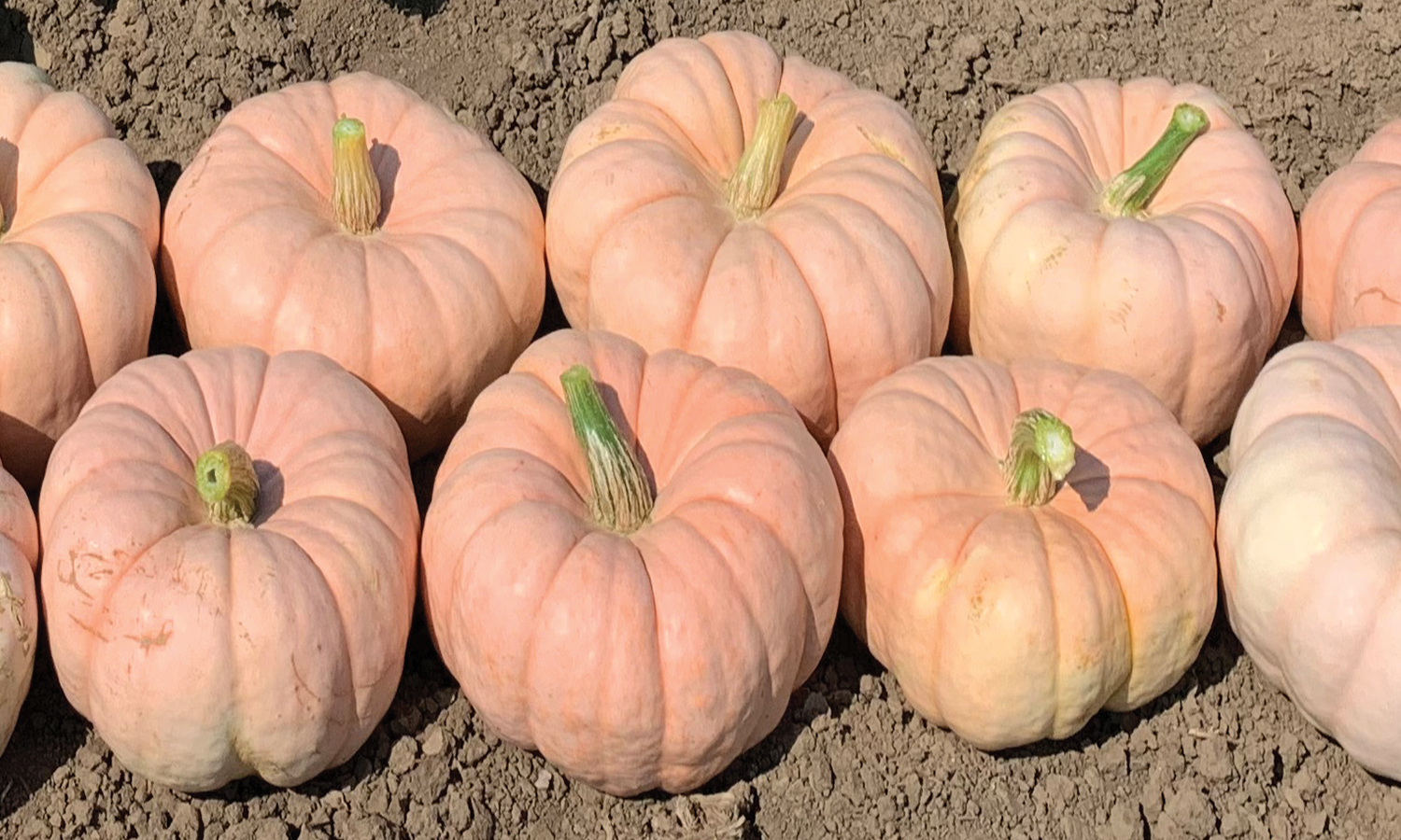 Porcelain Doll Improved Pumpkin (Farmore)