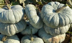 Sky Stacker Pumpkin (Treated Seed)