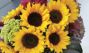 Sunrich Orange DMR Sunflower (Not Treated)