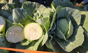 Osceola Cabbage (Not Treated)