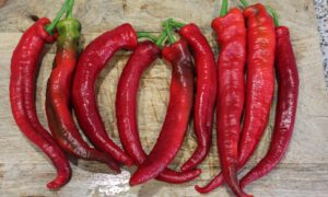 Wildcat Cayenne Pepper (Not Treated)