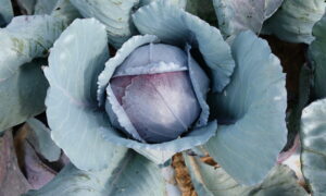 Roadie Cabbage (Not treated)