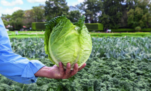 Famosa Cabbage (Organic)