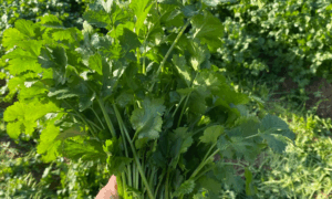 Cleo Cilantro (Not Treated)