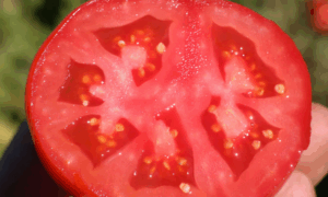 Early Girl Plus Tomato (Not Treated)