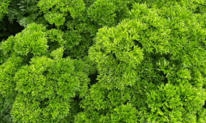 Parsley Lisette (Not Treated)