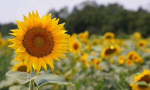 Peredovik Sunflower (Not Treated)