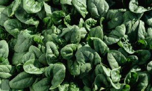 Traverse Spinach (Not Treated)