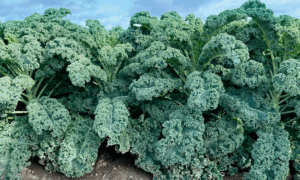 Wunderbor (Not treated)