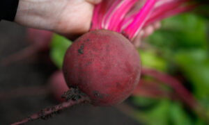 Gemini Beet (Not Treated)
