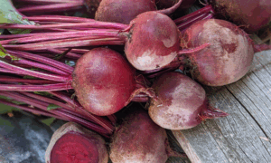 Shrute F1 Beet (Not Treated)