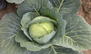 Platinum Dynasty Cabbage (Treated Seed)