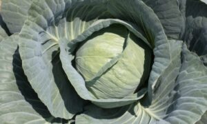 Platinum Dynasty Cabbage (Treated)
