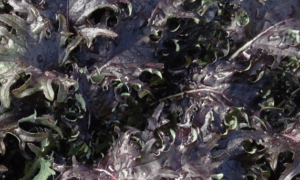 Kale KX-1 (Not Treated)