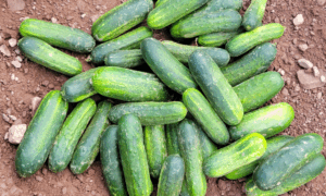 Bowie Cucumber (Farmore FI400)