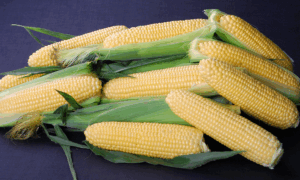 Golden Halo Sweet Corn (Cruiser Treated)