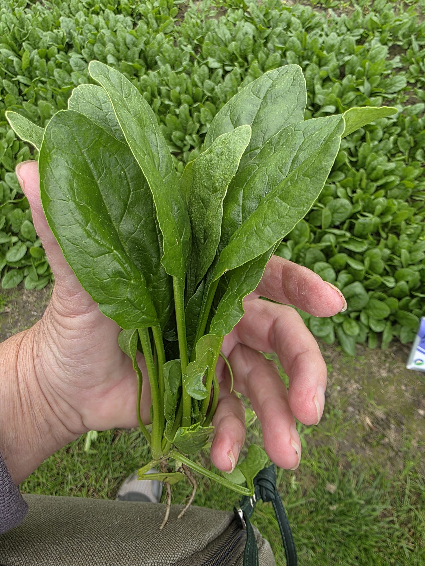 Jeep F1 Spinach (Not Treated) - Image 3