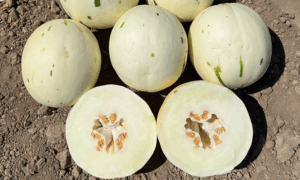 Yoshi Melon (Treated Seed)