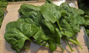 Jeep F1 Spinach (Not Treated)