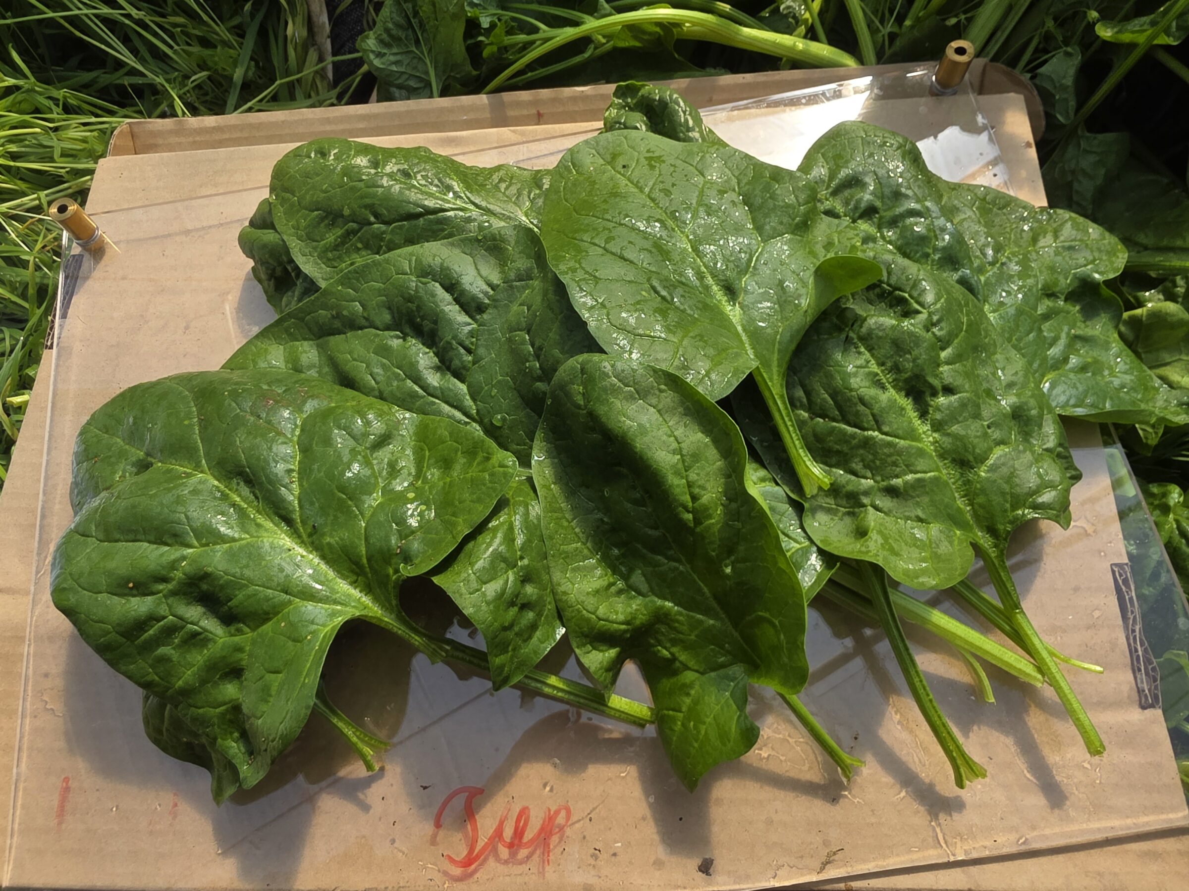 Jeep F1 Spinach (Not Treated)