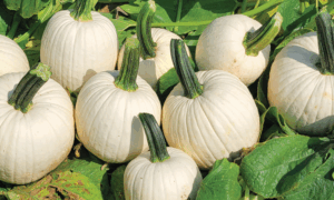 Avalanche Pumpkin (Farmore)