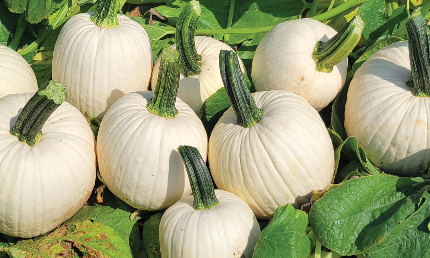 Avalanche Pumpkin (Farmore)