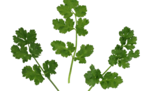 Cilantro Bolero (Not Treated)