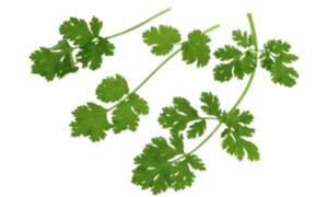 Cilantro Flamenco (Not Treated)