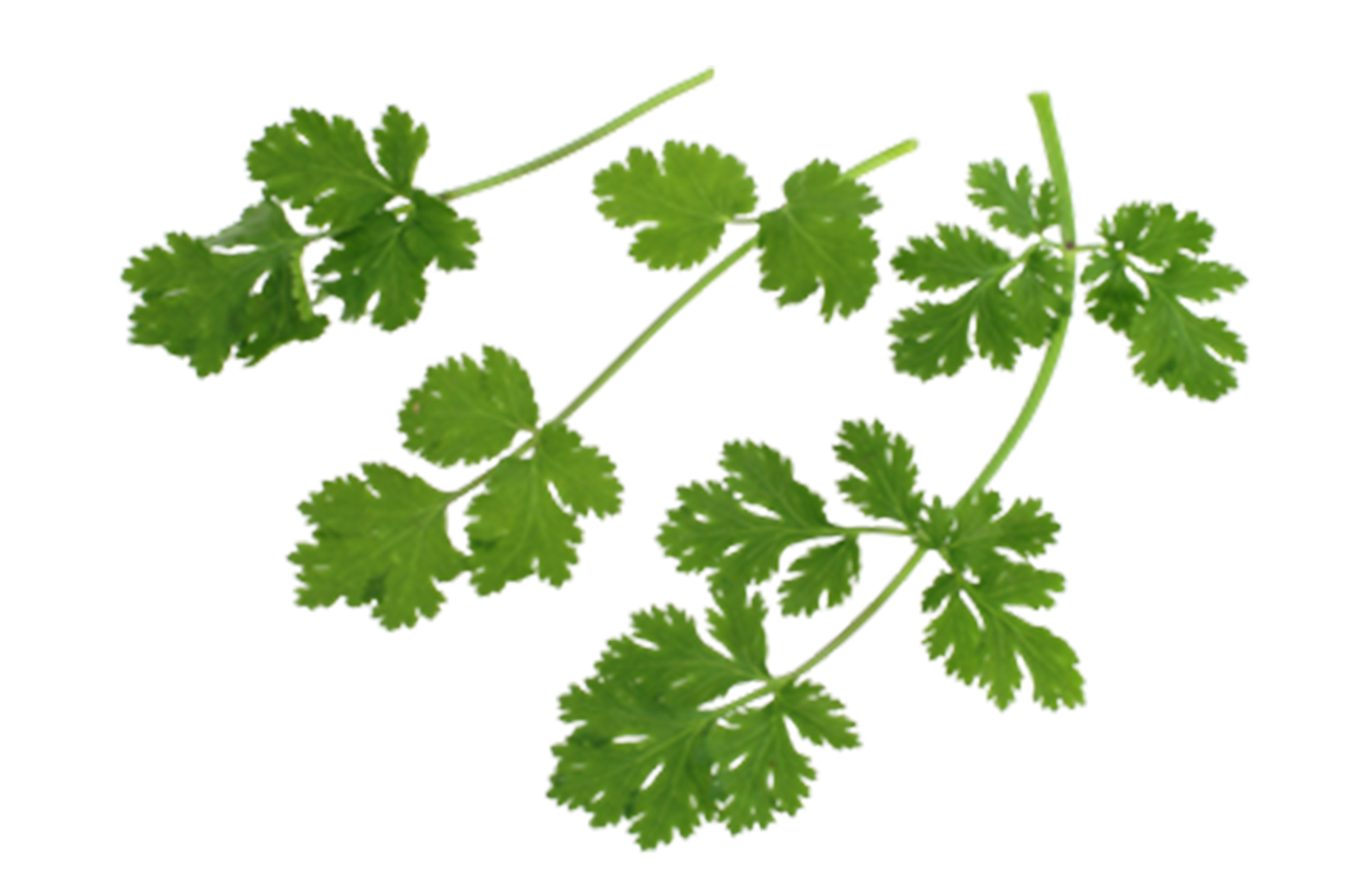 Cilantro Flamenco (Not Treated)