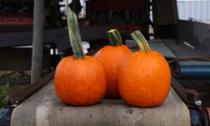 Fort Knox Pumpkin (Farmore)