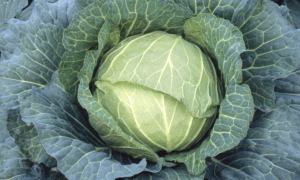 GC-301 Cabbage (Treated Seed)