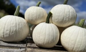 Ghost Town Pumpkin (Farmore)