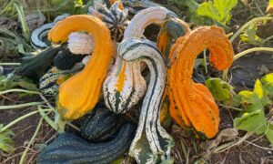 Gourdosaurus Rex Mix (Treated Seed)