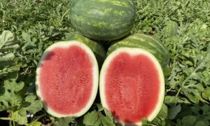 Honeycutt Watermelon (Farmore)
