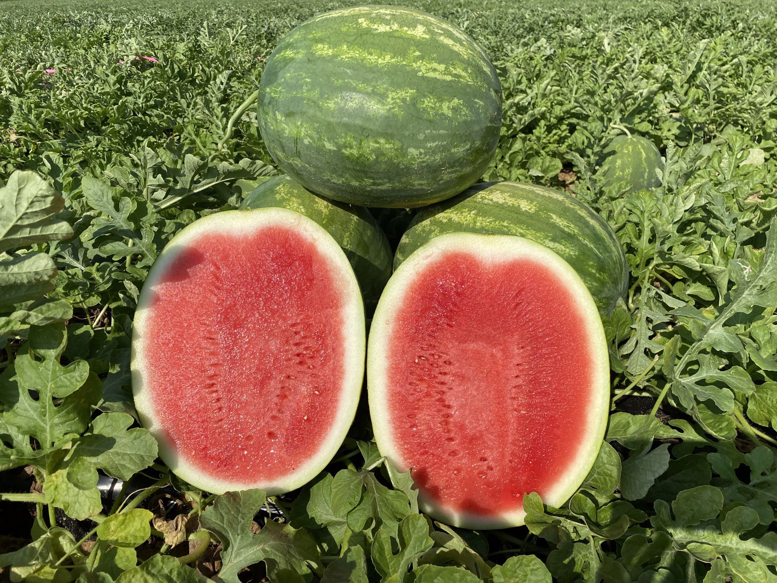 Honeycutt Watermelon (Farmore)