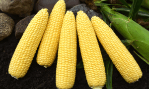 Independence Sweet Corn (Cruiser Treated)