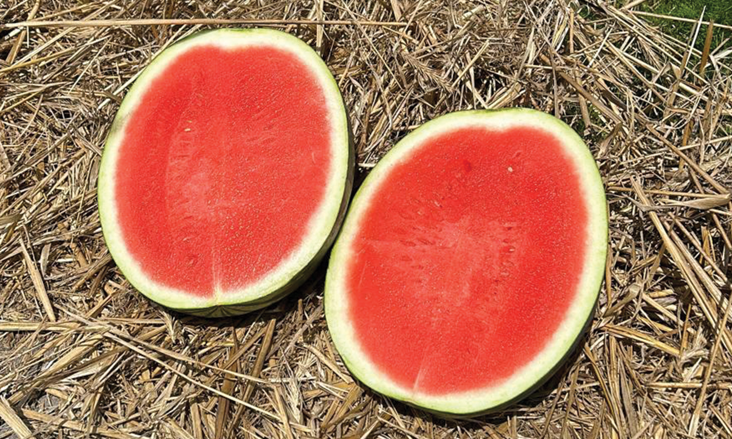 Lil-Cap Watermelon (Not Treated)