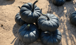 Nightfall Pumpkin (Treated Seed)