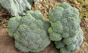 Northstar Broccoli (Not Treated)