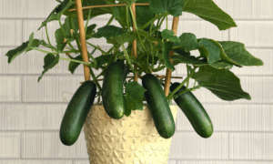 Quick Snack Beit Alpha Cucumber (Not Treated)