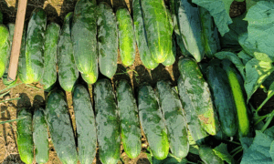 Race Track Cucumber (Farmore FI400)