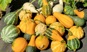 Rupp Select Warted Gourd Mix (Farmore)