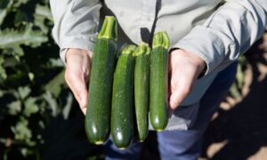 Salute Zucchini (Farmore FI400)