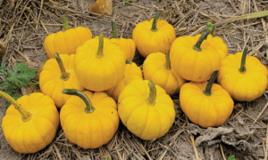 Yellow Jacket Pumpkin (Farmore)