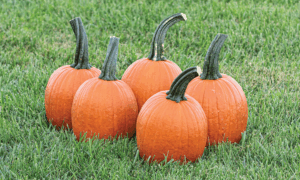 Yosemite Pumpkin (Farmore)