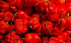 Armageddon Pepper (Not Treated)