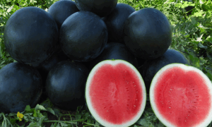 Bahama Watermelon (Farmore)